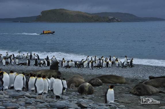 Pinguins rei e elefantes-marinho dividem a mesma praia em Salisbury Plain, na Geórgia do Sul. Ao fundo, passageiros retornam ao Sea Spirit